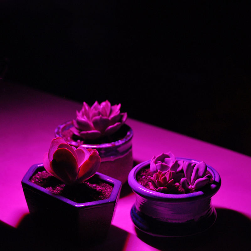 LED Grow Lights 20W 30W 50W 80W UV LED Plant Grow Light Full Spectrum AC110V/220V/DC12V for Indoor Cultivation