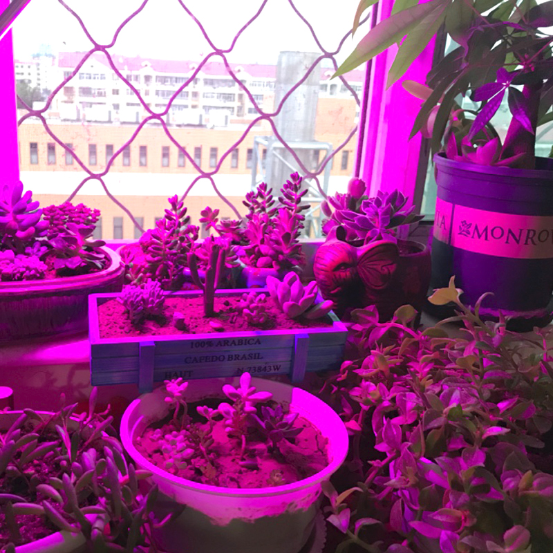 LED Grow Lights 20W 30W 50W 80W UV LED Plant Grow Light Full Spectrum AC110V/220V/DC12V for Indoor Cultivation